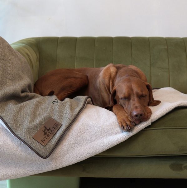 sleeping dog on blanket