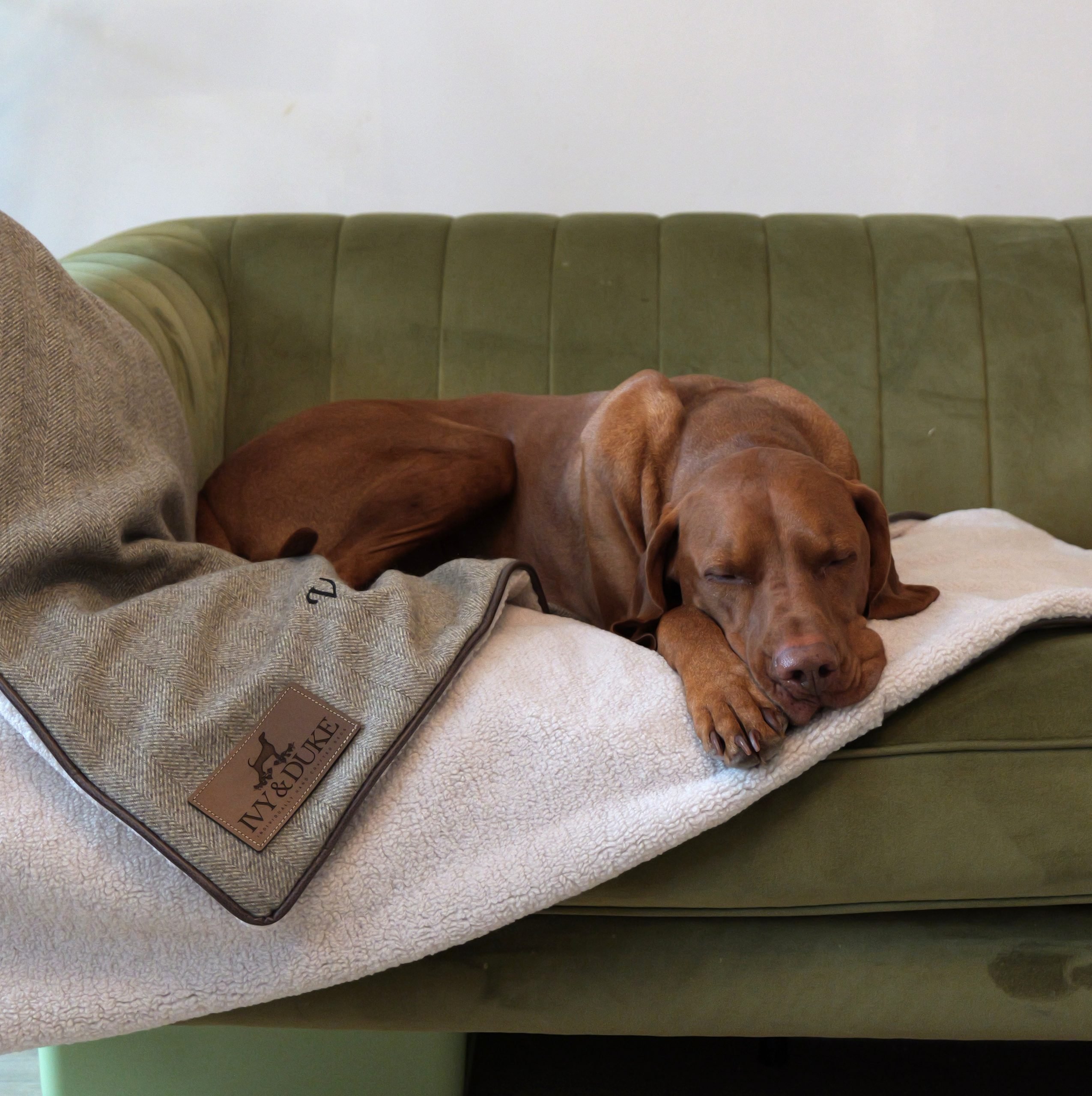 sleeping dog on blanket