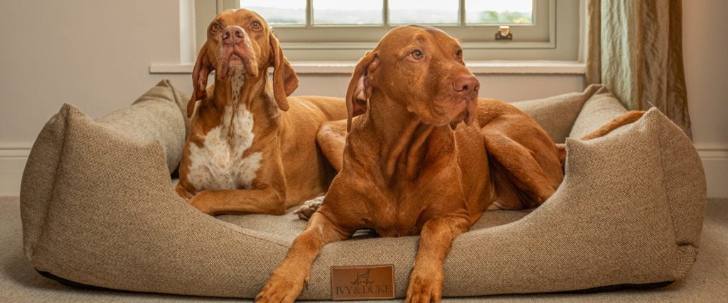 Vizsla sitting lying in an Ivy and duke tweed Lounger dog bed, next to an English Pointer dog.