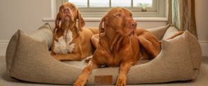 Vizsla sitting lying in an Ivy and duke tweed Lounger dog bed, next to an English Pointer dog.