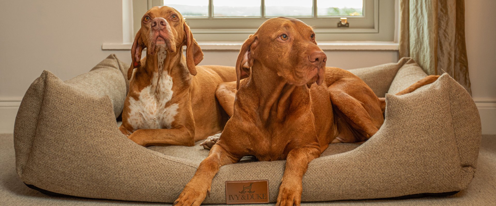 Vizsla sitting lying in an Ivy and duke tweed Lounger dog bed, next to an English Pointer dog.