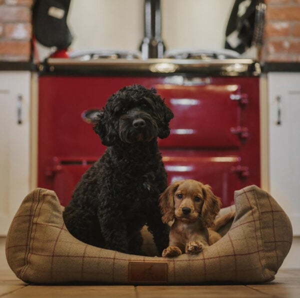 dogs in front of aga