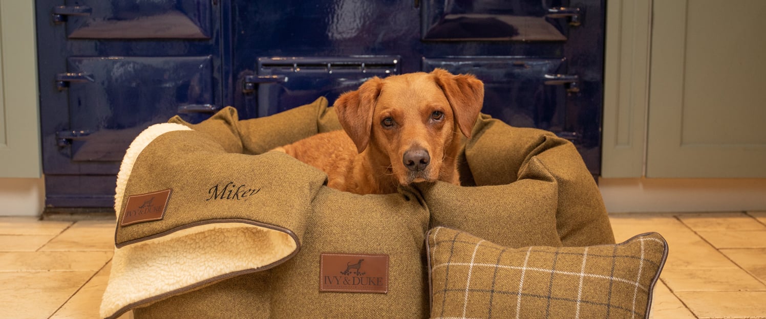 Red Fox Labrador, called Mikey looking out of an Ivy and duke country green Den dog bed with cosy dog blanket and personalised dog billow.