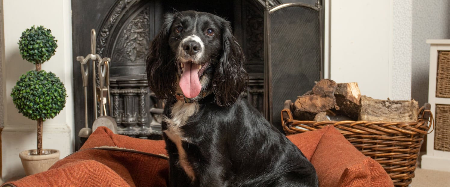 Blank Spaniel, sitting in front of beautiful fireplace in an Ivy and duke cinnamon coloured Lounger dog bed.