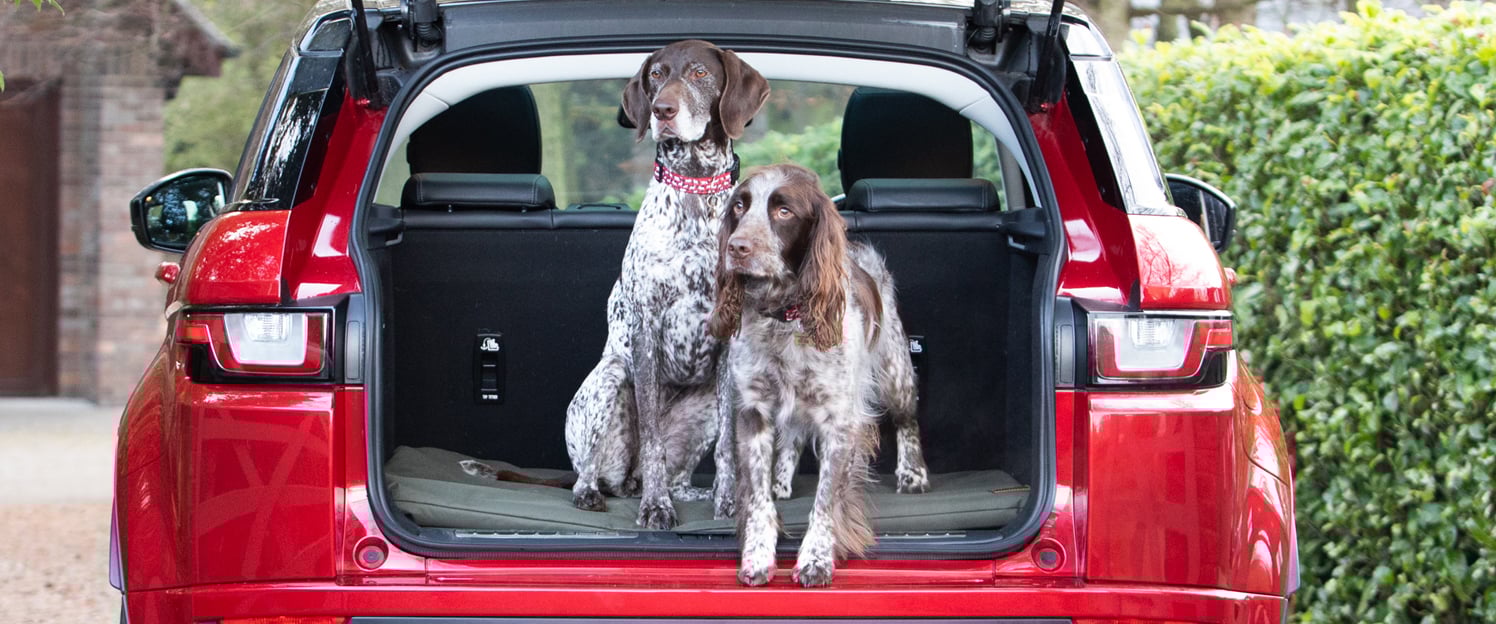 An English Pointer and Springer Spaniel standing in the boot of a car on an Ivy and Duke waterproof dog travel mat.