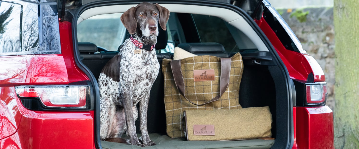 An English Pointer sitting in the boot of a car on an Ivy and Duke waterproof dog travel mat with traditional large fabric tote bag and dog blanket to the side.
