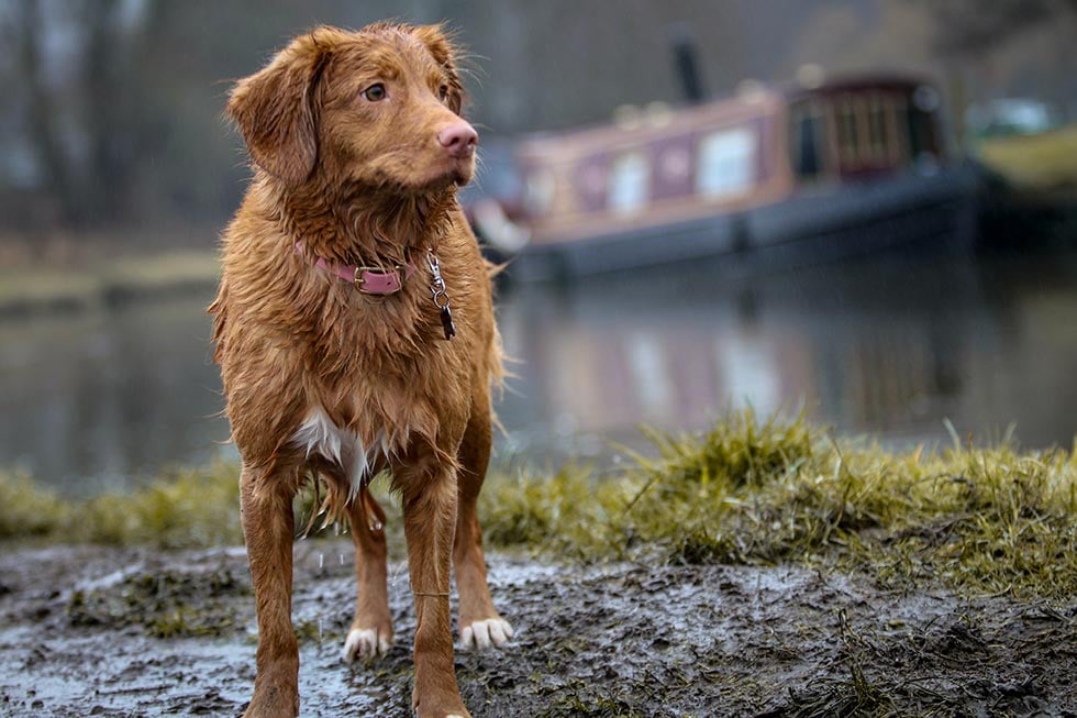 Very muddy dog walking on a mud track