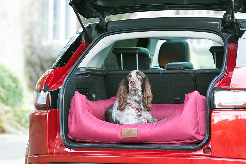 Spaniel sitting looking out of a large waterproof bed in the back of an estate car