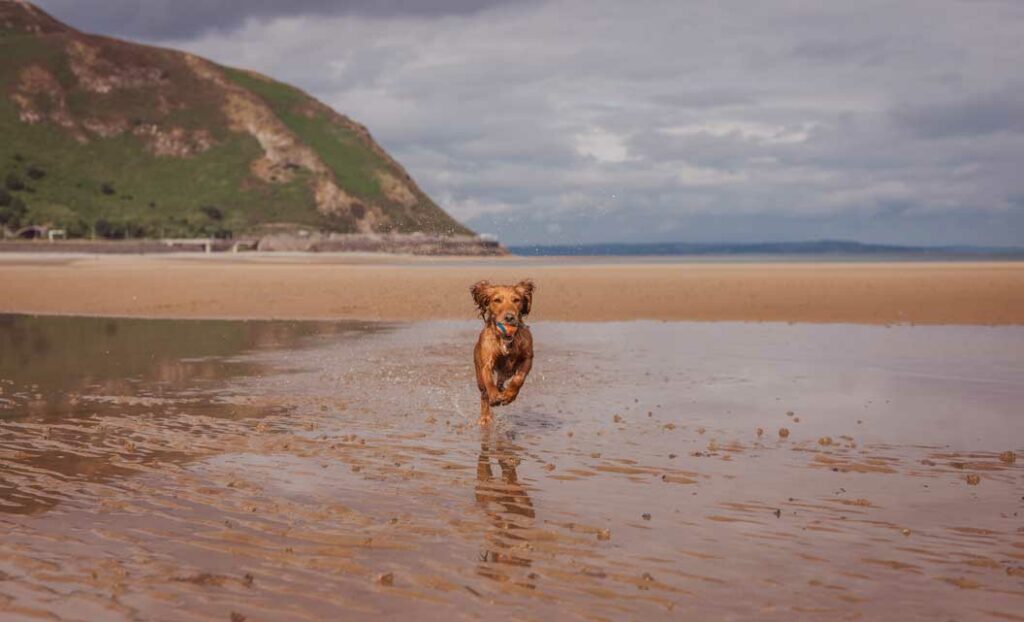 Basic Training for dogs