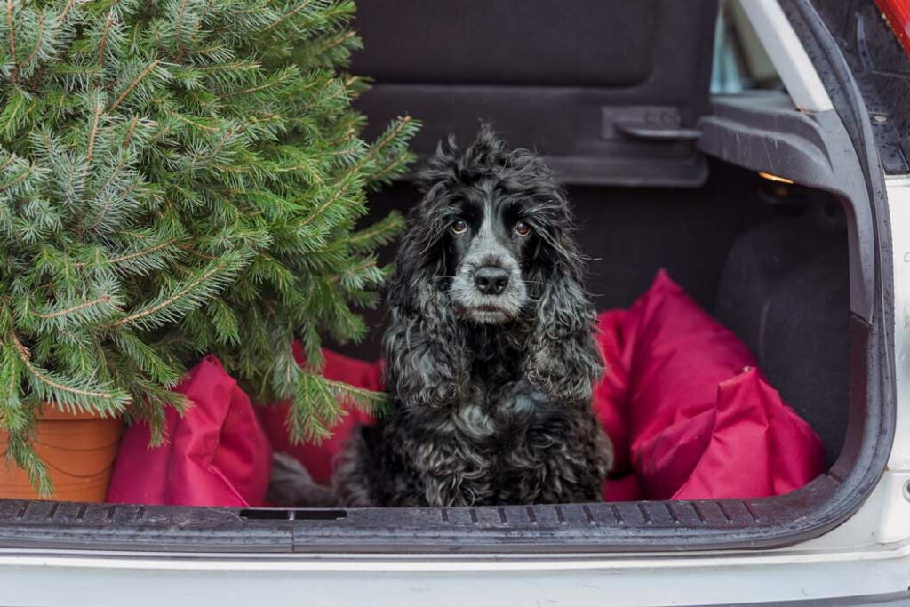 Ivy and Duke Dog Beds Matter