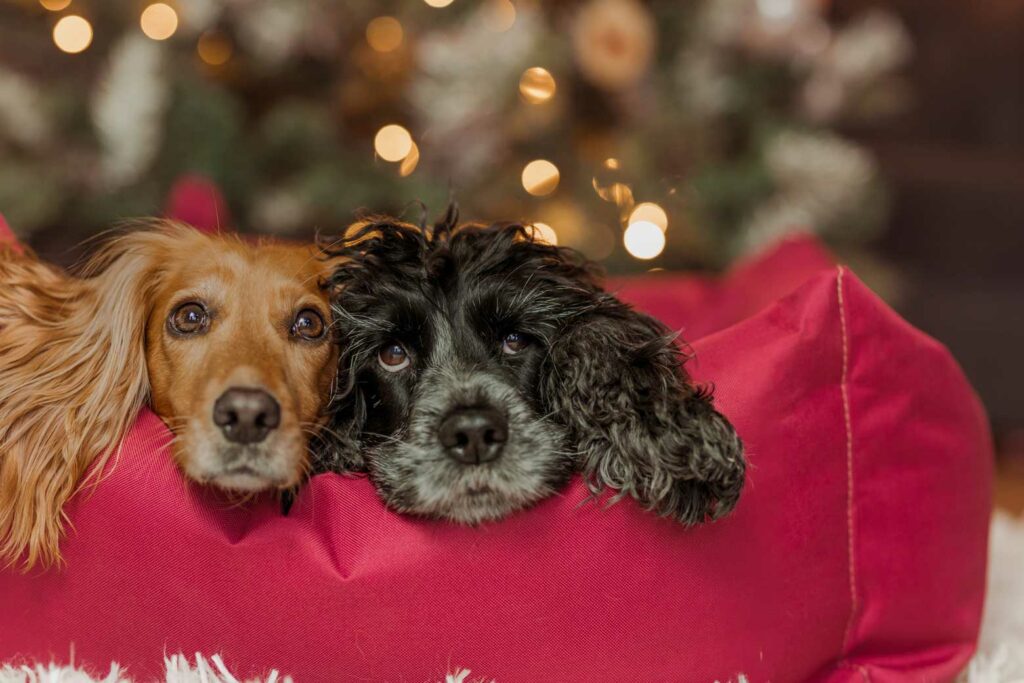 Ivy and Duke Dog Routine