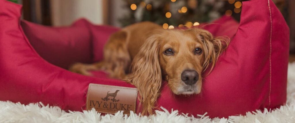 Ivy and Duke No Smell Like Home Dog Beds