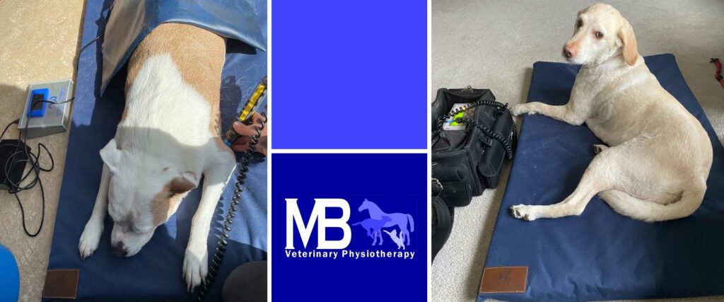 veterinary physiotherapy
