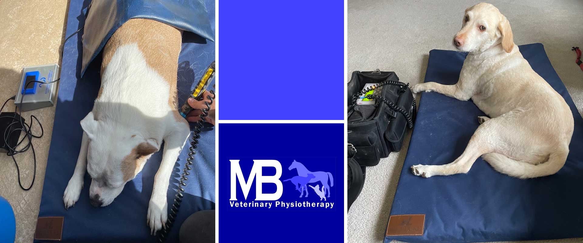 veterinary physiotherapy