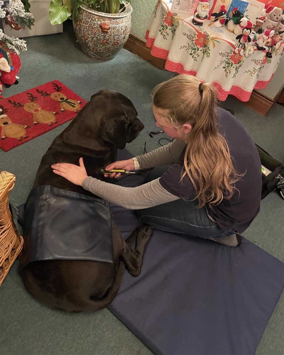 treating a dog