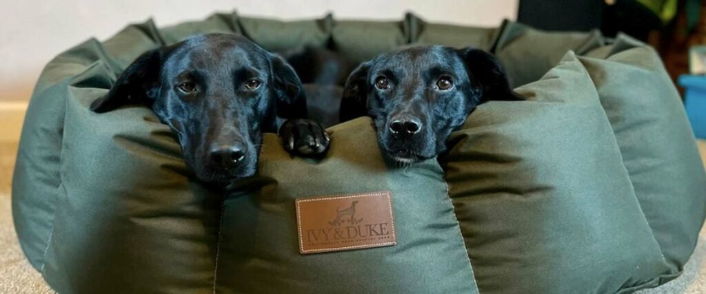 gundog-trainer-of-the-year-waterproof-den-dog-beds