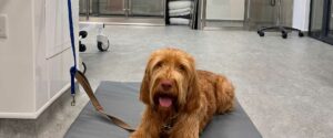 Ivy & Duke Dog Beds used by Vets