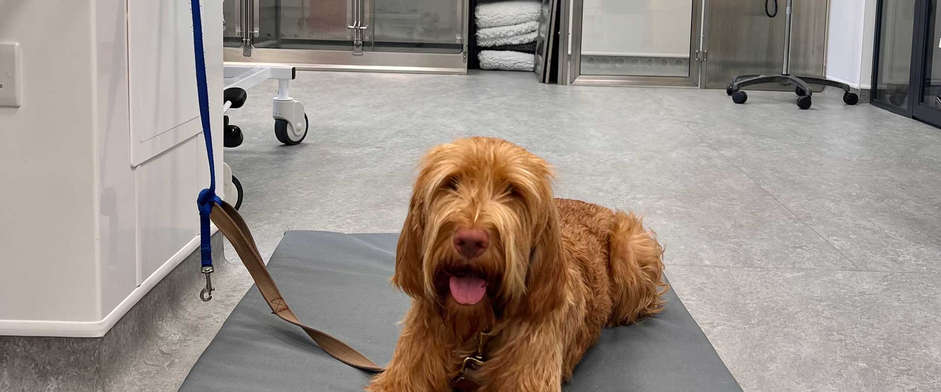 Ivy & Duke Dog Beds used by Vets