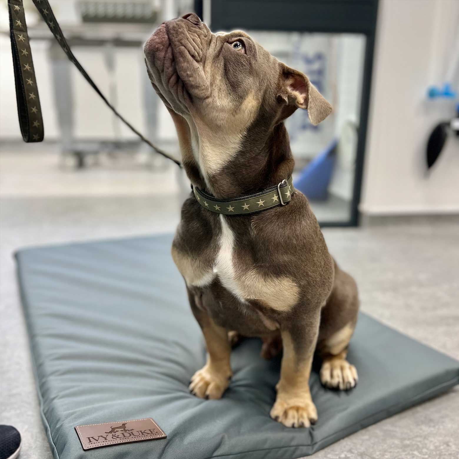 Ivy and Duke Travel Mats used by vets