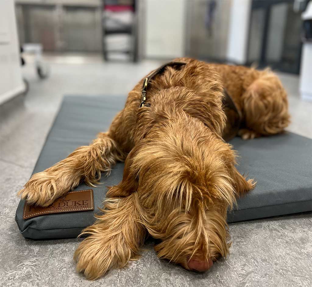 Ivy & Duke Travel Mat used in the vets clinic