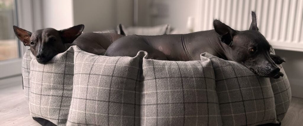 The perfect way to keep your hairless dog warm