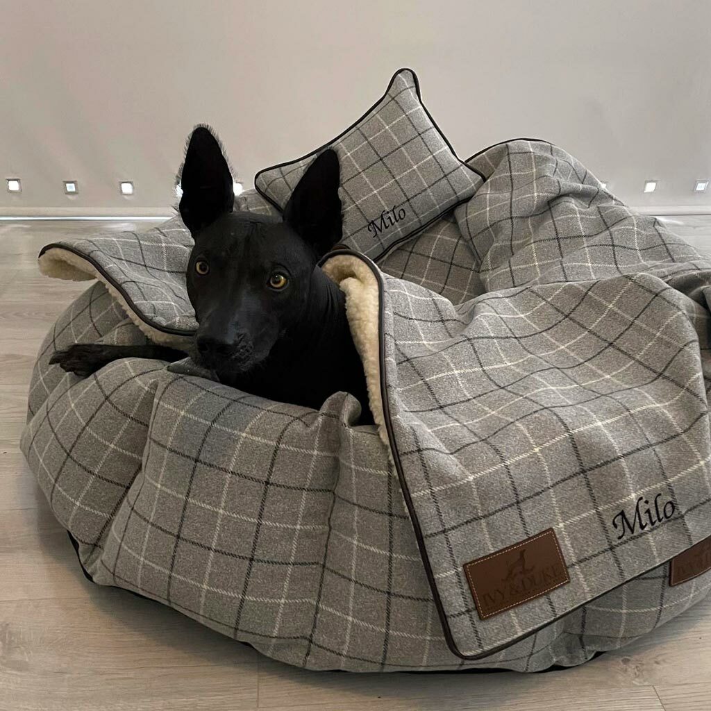 Hairless Dog Milo all warm