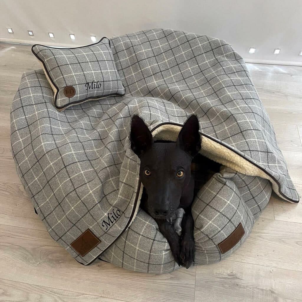 Hairless Dog Milo