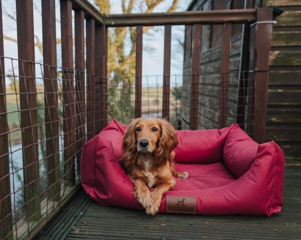 cocker spaniel in medium burgundy dog bed
