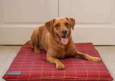 cute_dog