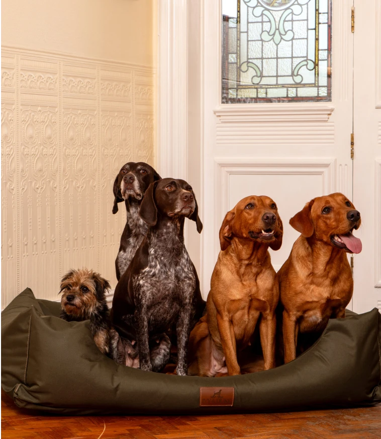 mutliple_dogs