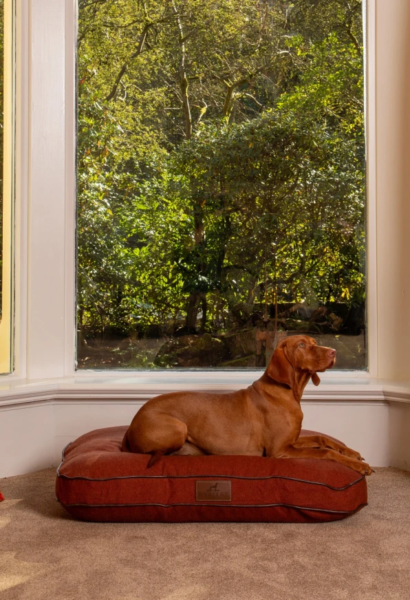 single_dog