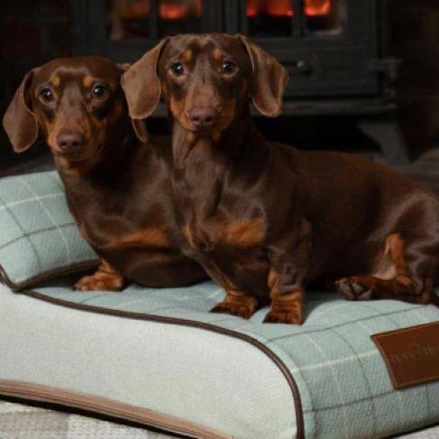 two_dogs