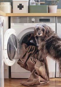 Dog stood in front of washing machine with blanket