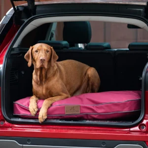 LoungerVizsla