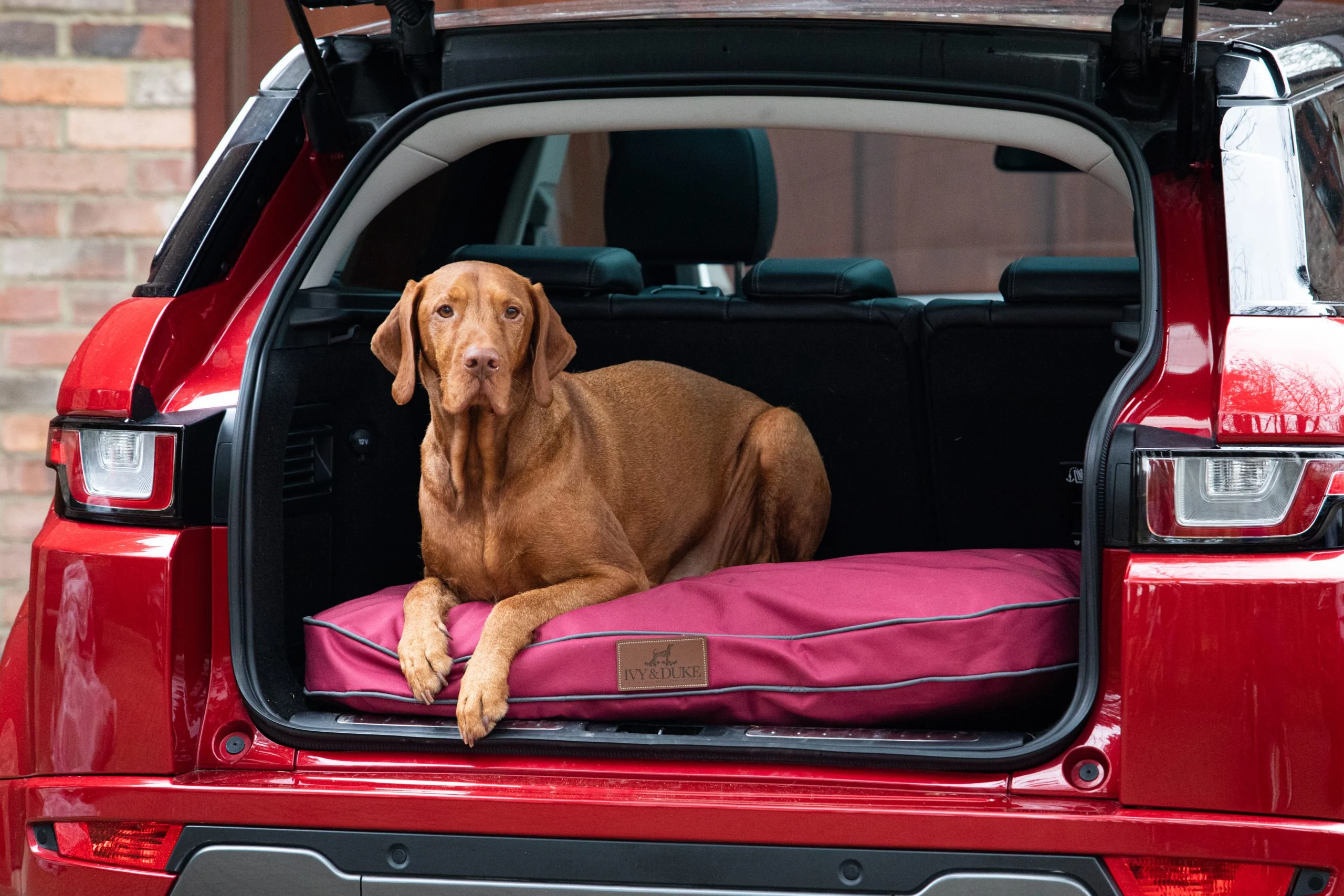 LoungerVizsla