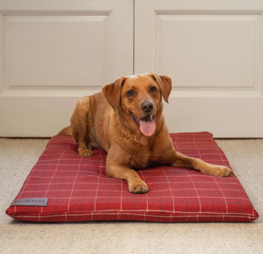 bed and dog