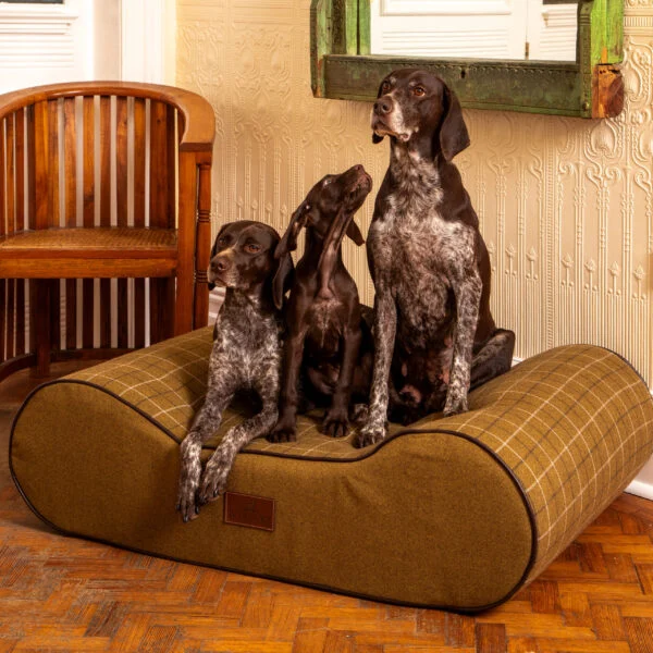 bed with three dogs