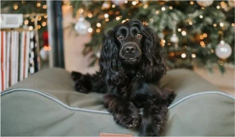 black dog