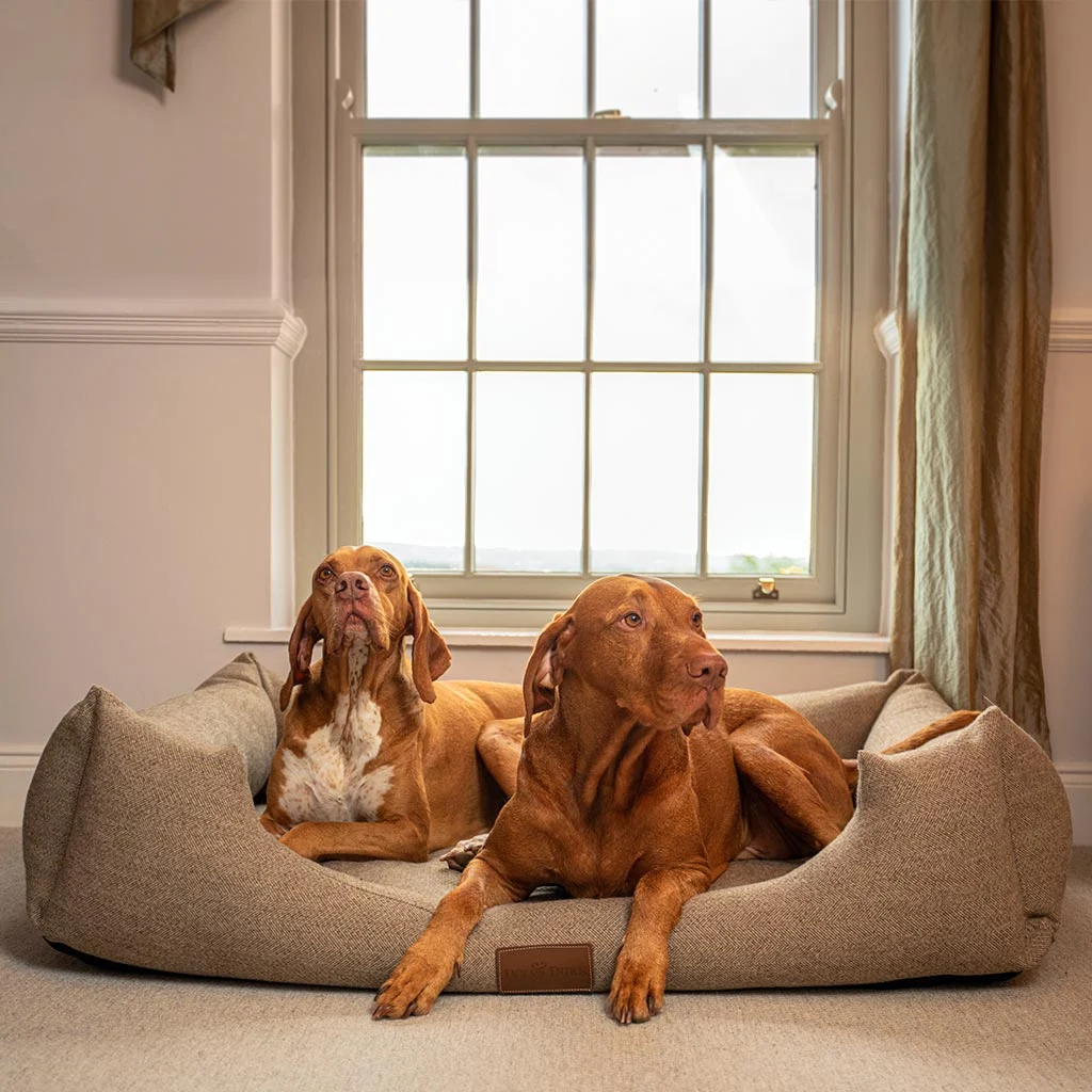 ivy-and-duke-lounger-dog-bed-tweed-window