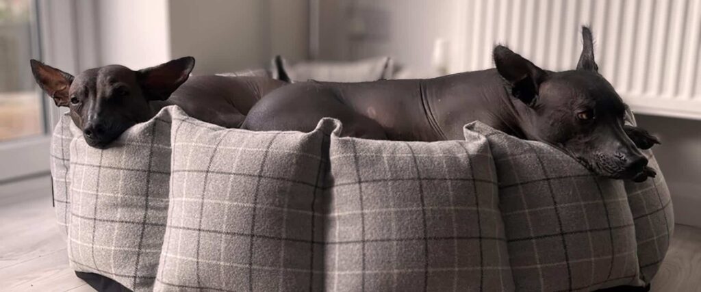 The-perfect-way-to-keep-your-hairless-dog-warm