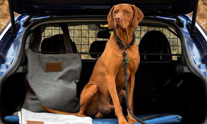 ivy-and-duke-waterproof-travel-mats-vinnie-the-pooch-thumb