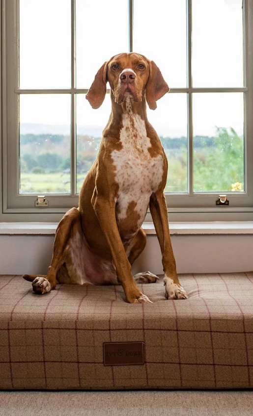 streth dog