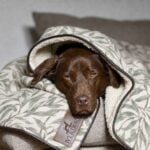 Willow Bough Sage