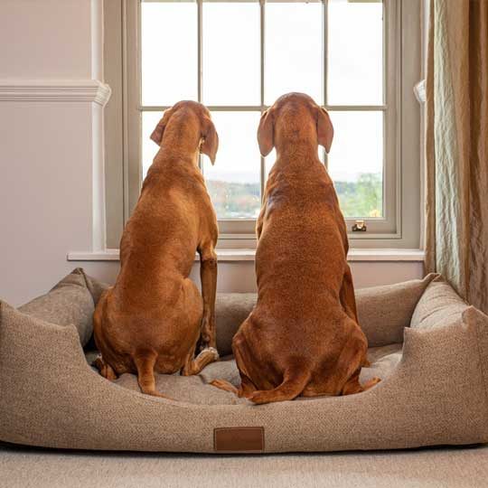ivy-and-duke-dog-beds-easy-to-clean-1