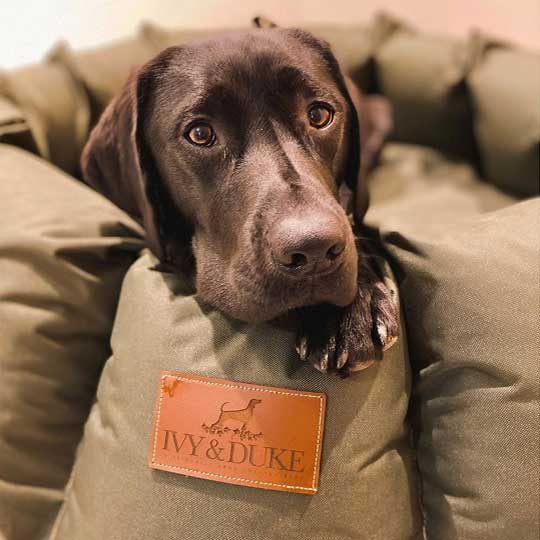 ivy-and-duke-dog-beds-easy-to-clean-3